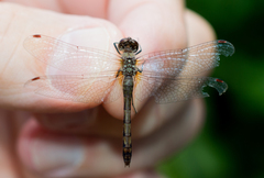 Sympetrum obtrusum