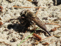 Proctacanthus milbertii