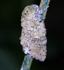 Disphragis