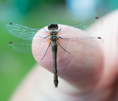 Sympetrum obtrusum