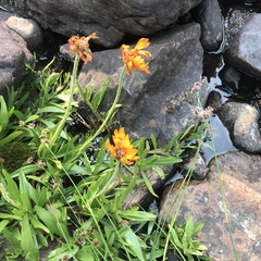 Raillardella pringlei