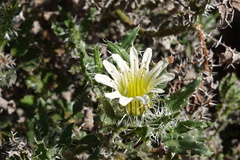 Codon royenii