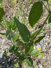 Desmodium tortuosum