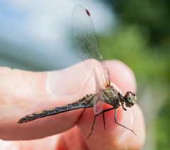 Sympetrum obtrusum