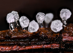 Ceratiomyxa morchella