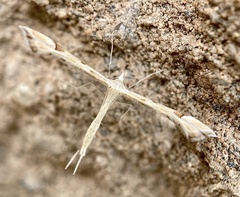 Platyptilia carduidactylus