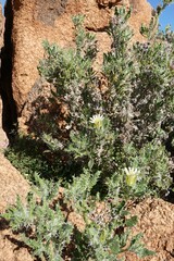 Codon royenii