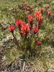 Castilleja