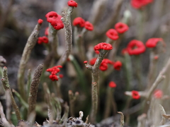 Cladonia macilenta