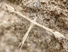 Platyptilia carduidactylus