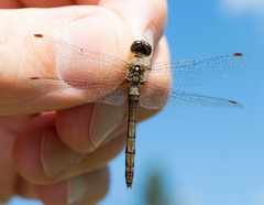 Sympetrum obtrusum