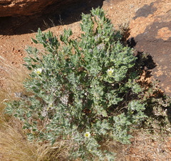 Codon royenii