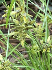 Cyperus flavescens