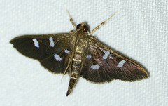 Desmia