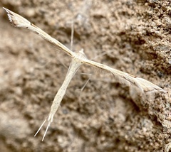 Platyptilia carduidactylus