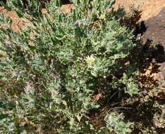 Codon royenii