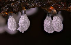 Ceratiomyxa morchella