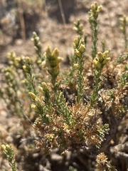 Artemisia pygmaea
