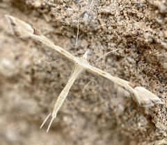 Platyptilia carduidactylus