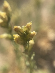 Artemisia pygmaea