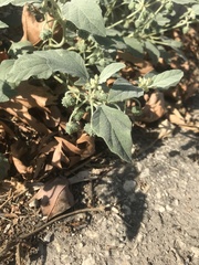 Chrozophora tinctoria