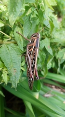 Schistocerca americana