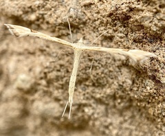 Platyptilia carduidactylus
