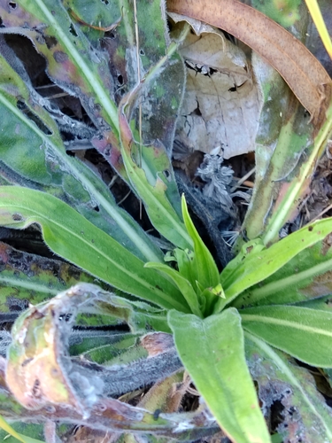 Image of Echium lusitanicum by (c) Carminda Santos, some rights reserved (CC BY)