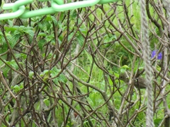 Sporophila nigricollis