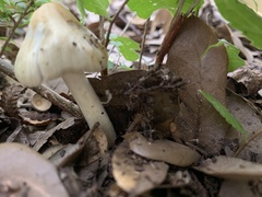 Mycena galericulata