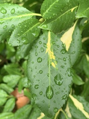 Euonymus fortunei