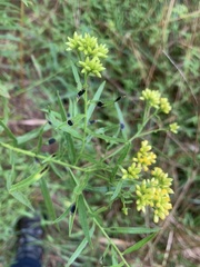 Asteromyia euthamiae