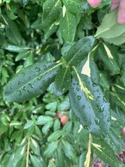 Euonymus fortunei