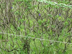 Sporophila nigricollis