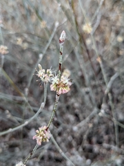 Eriogonum elongatum