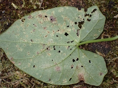 Puccinia convolvuli