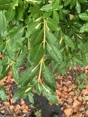 Euonymus fortunei