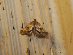 Parapoynx obscuralis