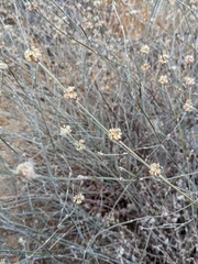 Eriogonum elongatum