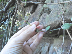 Crassula sarmentosa