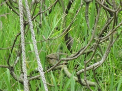 Sporophila nigricollis