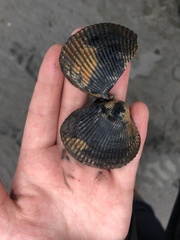 Clinocardium nuttallii