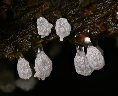 Ceratiomyxa morchella