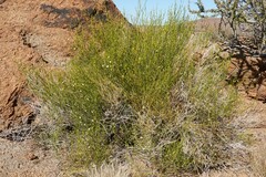 Monechma spartioides