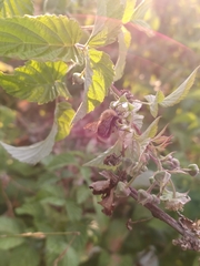 Bombus hypnorum