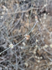 Eriogonum elongatum