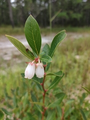 Lyonia mariana