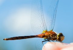 Sympetrum internum