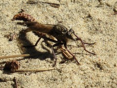 Proctacanthus milbertii