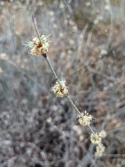 Eriogonum elongatum